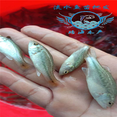 腾海鱼苗 专业供应优质优鲈1号，助力淡水养殖高产增收
