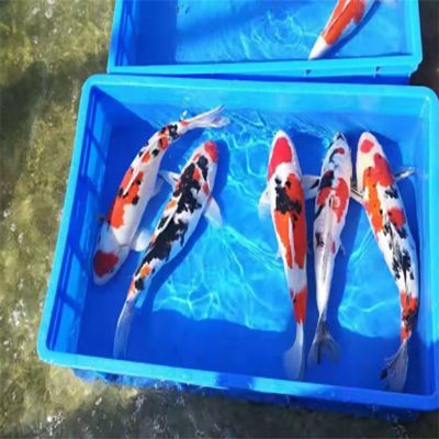 水养的乡愁 从农田到餐桌的淡水鱼之旅