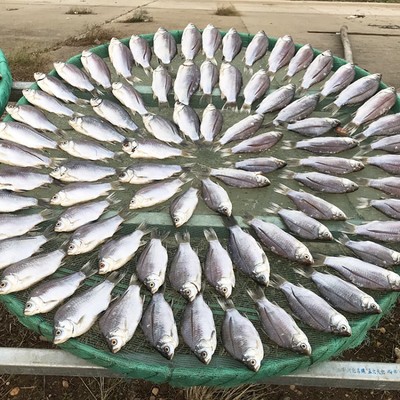 洞庭湖淡水鱼 风干鱼干货破肚鲫鱼糍粑鱼鱼干5斤起批包邮厂家直销
