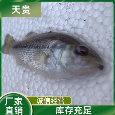 生态活水育鲜鱼 探访仪陇柴井乡如邑家庭农场的淡水鱼养殖之道