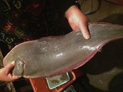 塔嘛鱼是淡水鱼还是深海鱼?
