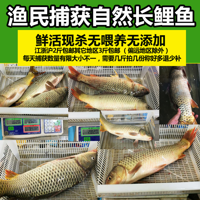 鲜活现杀淡水鲤鱼 从自然水域到餐桌的鲜味之旅